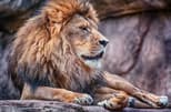 ZION-LION