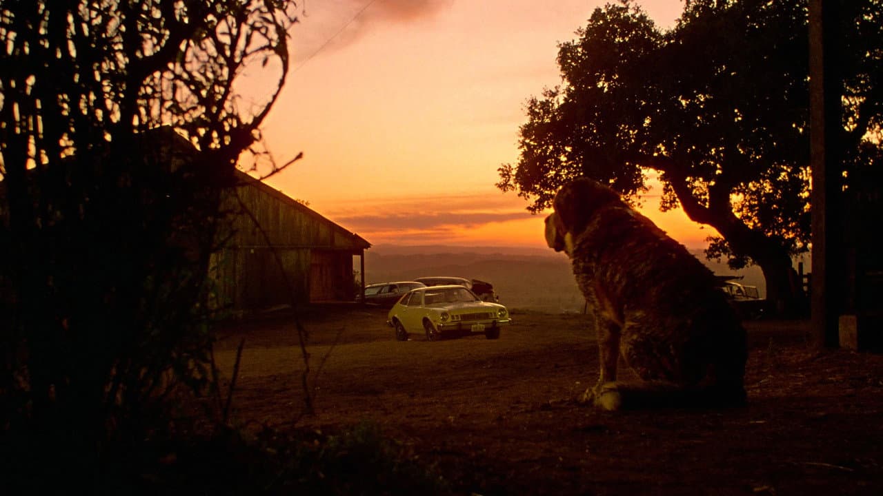 Cujo